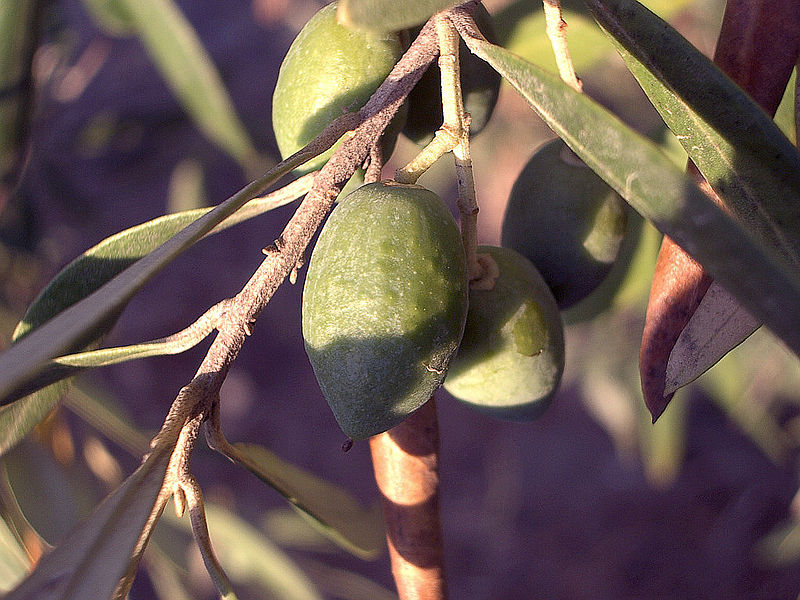 Oliwka